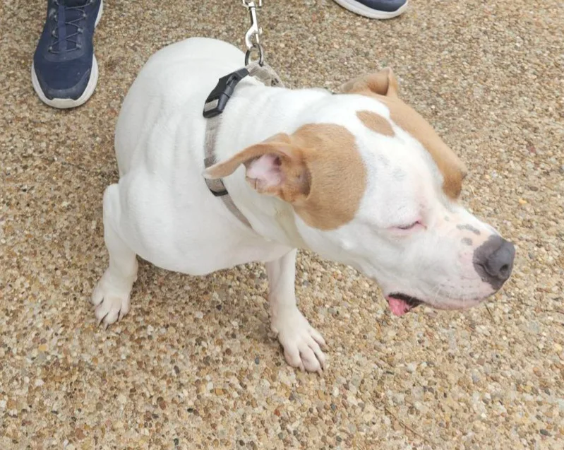 Pittie Pooh thumbnail 5