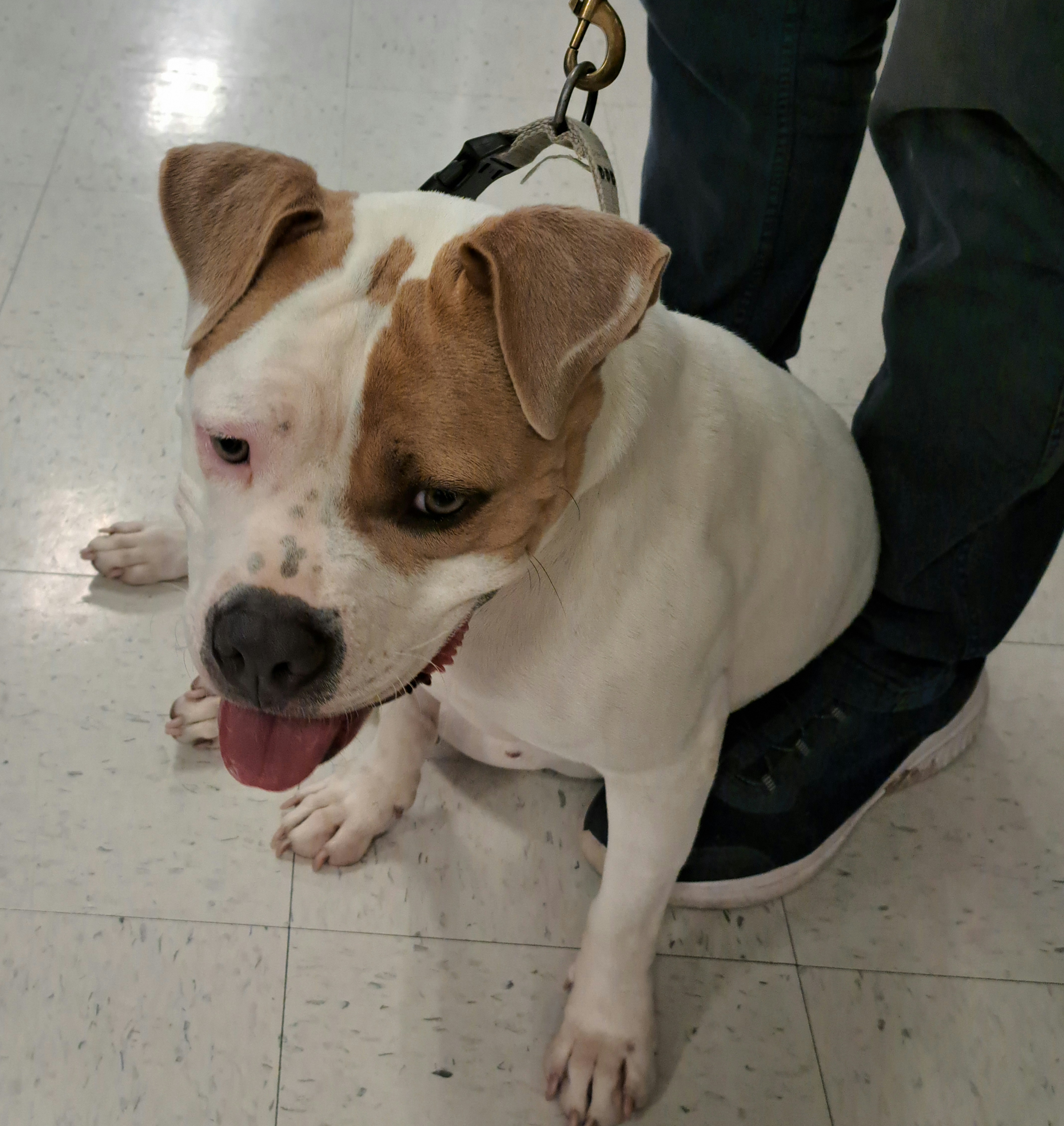 Pittie Pooh thumbnail 6