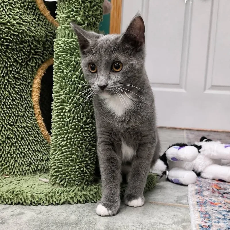 A baby medium-sized female Gray & White Domestic Short Hair cat named Selene for adoption in DuBois, PA