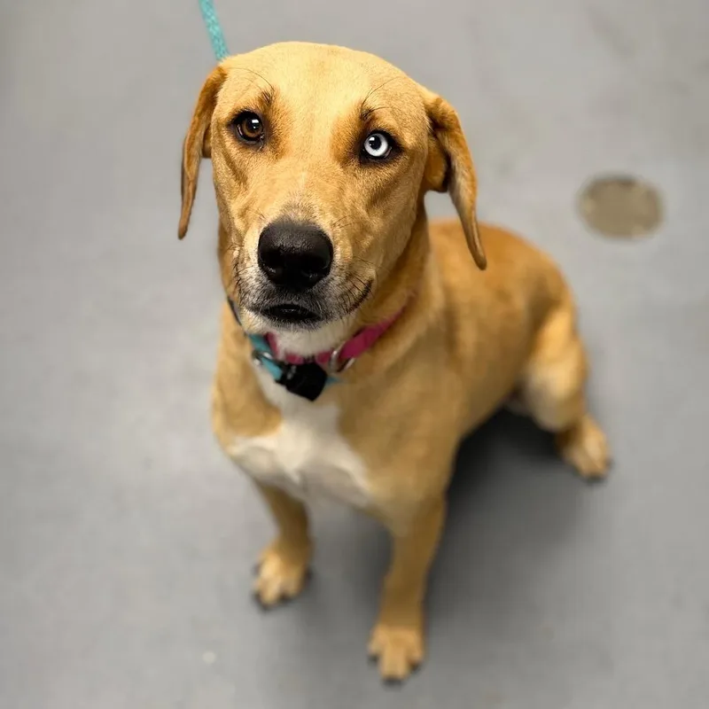 An adult medium-sized female Yellow / Tan / Blond / Fawn Mixed Breed dog named Veronica for adoption in Sarasota, FL