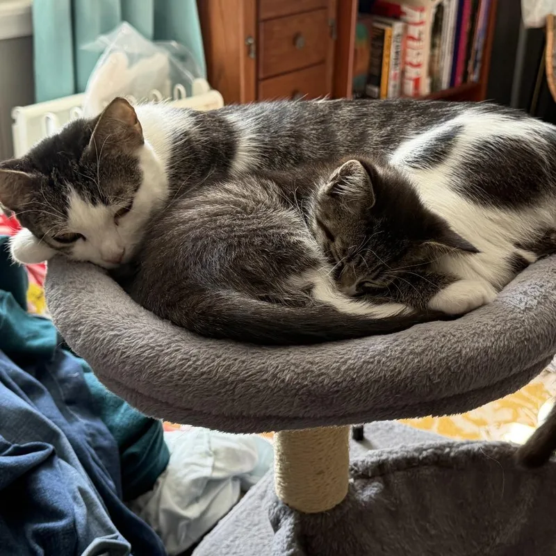 An adult medium-sized female Gray / Blue / Silver Domestic Short Hair cat named Peppermint Patty for adoption in Philadelphia, PA