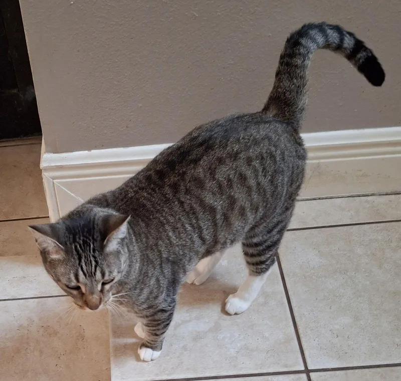 An adult medium-sized female Torbie cat named Ethel lowmaintenance for adoption in Houston, TX