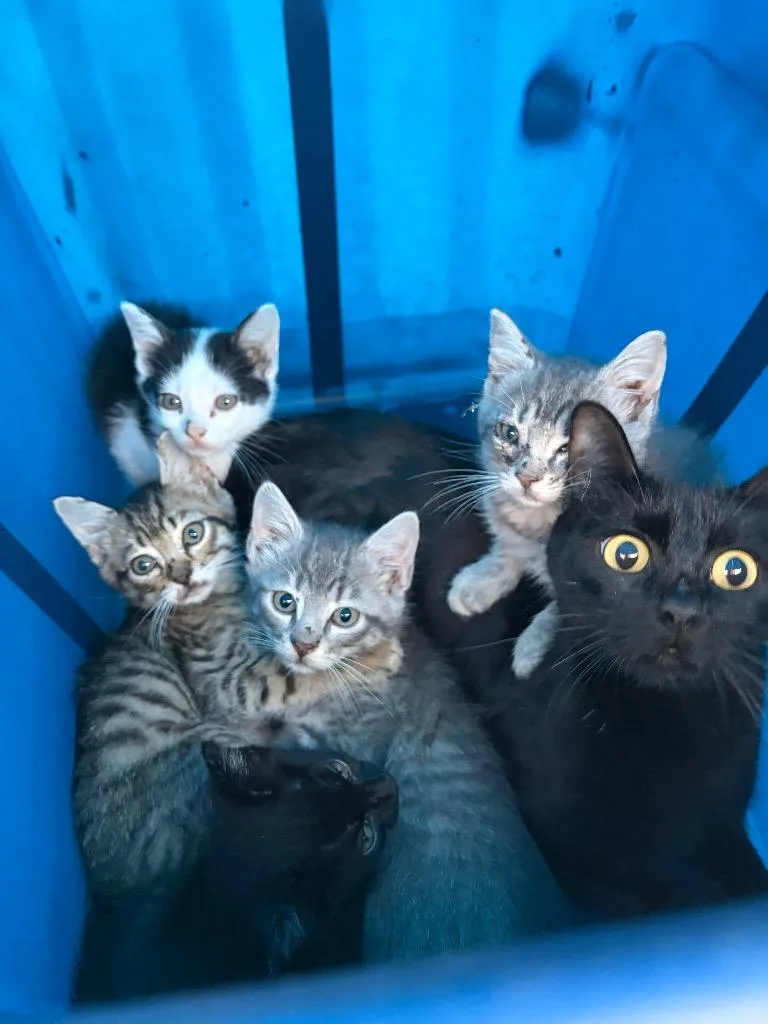 Tortellini thumbnail 2