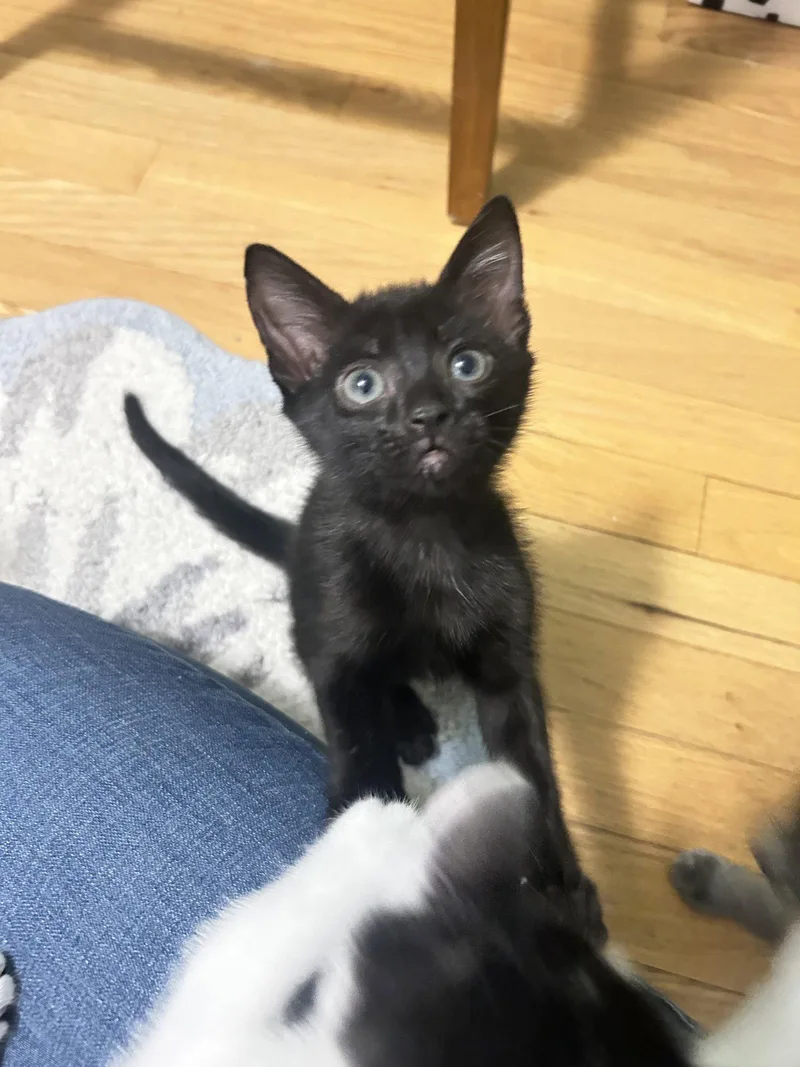 A baby medium-sized female Black Domestic Short Hair cat named Shadow for adoption in Wesley Chapel, FL