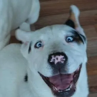A baby medium-sized male White / Cream Husky dog named Spot Kh for adoption in Austin, TX