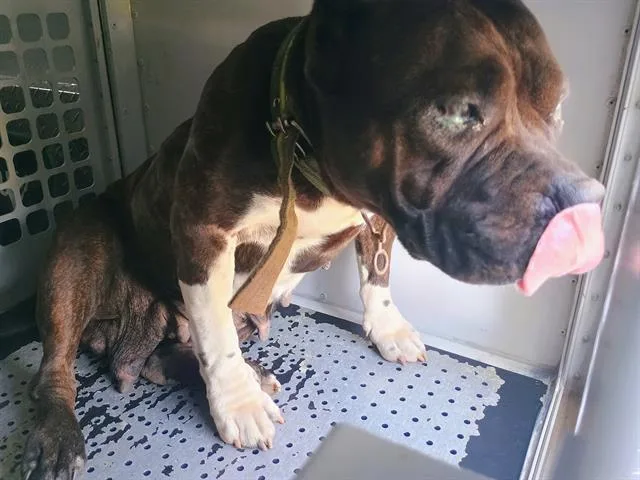 An adult medium-sized female Pit Bull Terrier dog named Donna Jo for adoption in Charlotte, NC