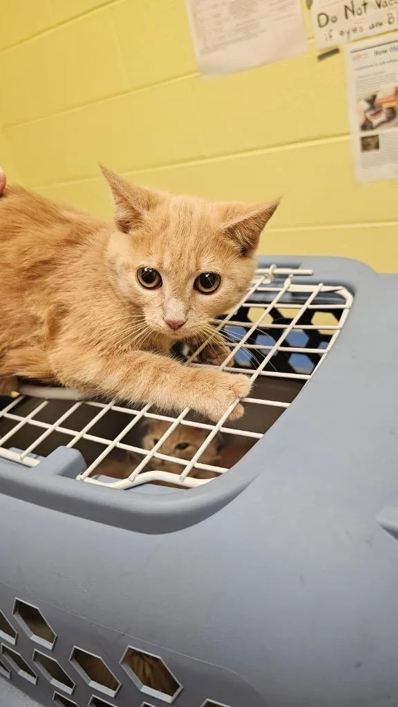 A baby small-sized female Domestic Short Hair cat named Baby Daisy for adoption in Crossville, TN