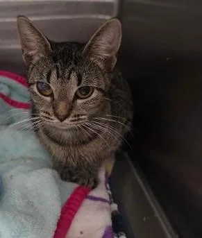 A young small-sized female Domestic Short Hair cat named Krista for adoption in Clinton, MO