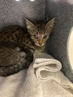 A baby small-sized female Domestic Short Hair cat named Suka for adoption in Saint Cloud, FL