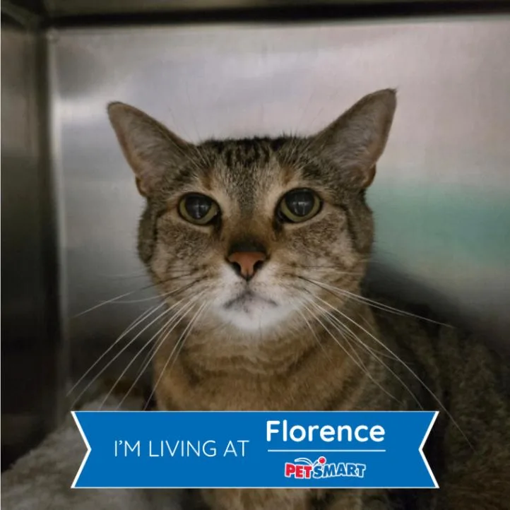 An adult large-sized female Gray / Blue / Silver Domestic Short Hair cat named Miss Milkbread for adoption in Cincinnati, OH