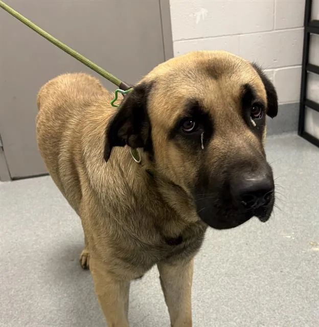 A young extra large-sized male Mastiff dog named Chonk for adoption in Indianapolis, IN