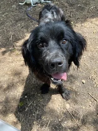 An adult large-sized female Mixed Breed dog named Yolanda for adoption in West Chester, PA
