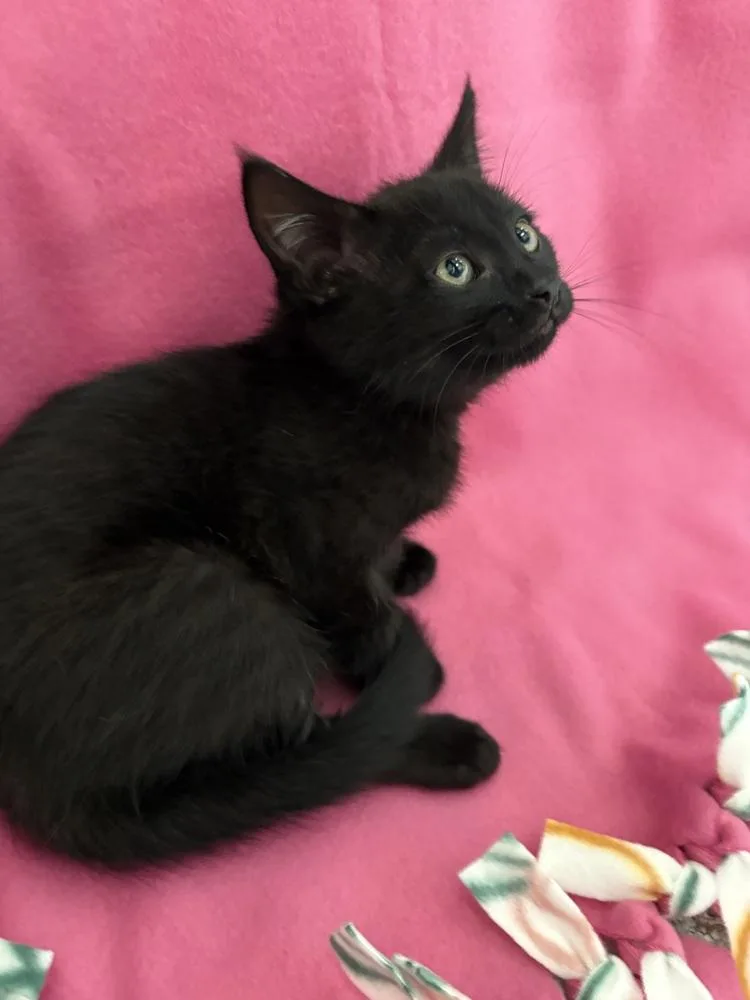 A baby small-sized female Black Domestic Short Hair cat named Baby Girl Szyper for adoption in Galt, CA