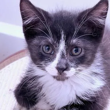 A baby small-sized male Black Domestic Short Hair cat named Cadbury for adoption in South Elgin, IL