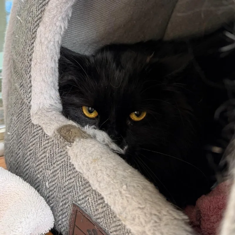 An adult medium-sized male Domestic Long Hair cat named Shadow Man for adoption in State College, PA