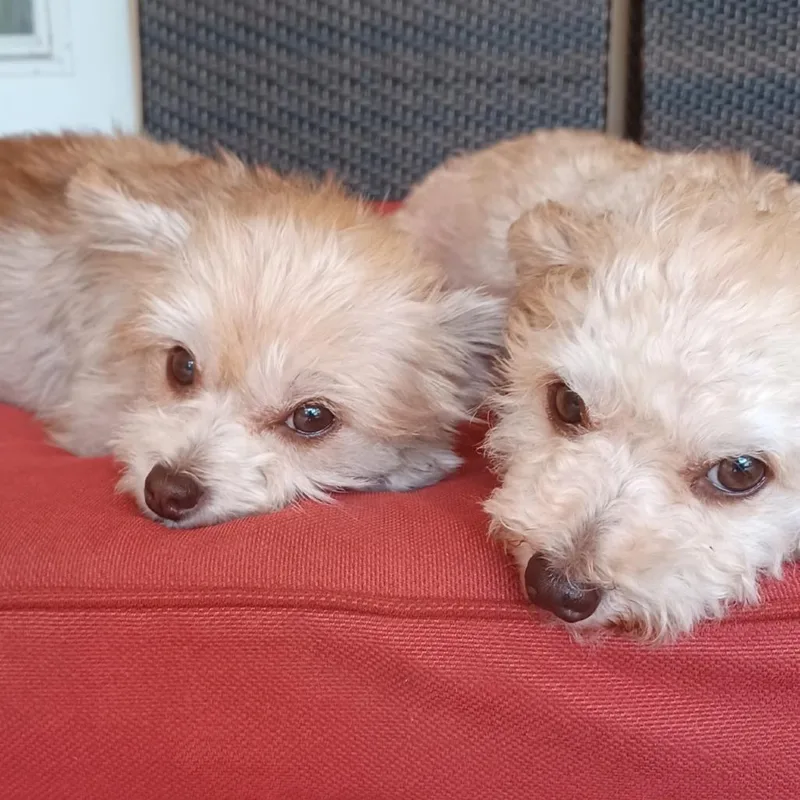 An adult small-sized female Yellow / Tan / Blond / Fawn Chihuahua dog named Mia for adoption in Sarasota, FL