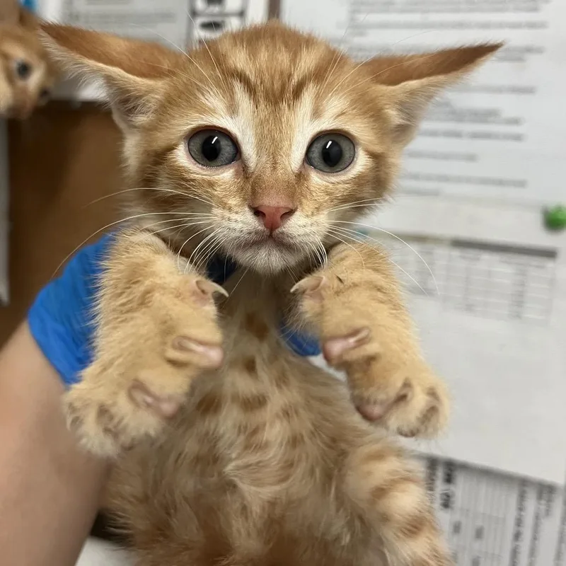 A baby small-sized male Orange / Red Domestic Short Hair cat named Zion for adoption in Edinburg, TX