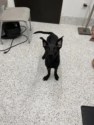 A young medium-sized male Mixed Breed dog named Droober for adoption in Atlanta, GA
