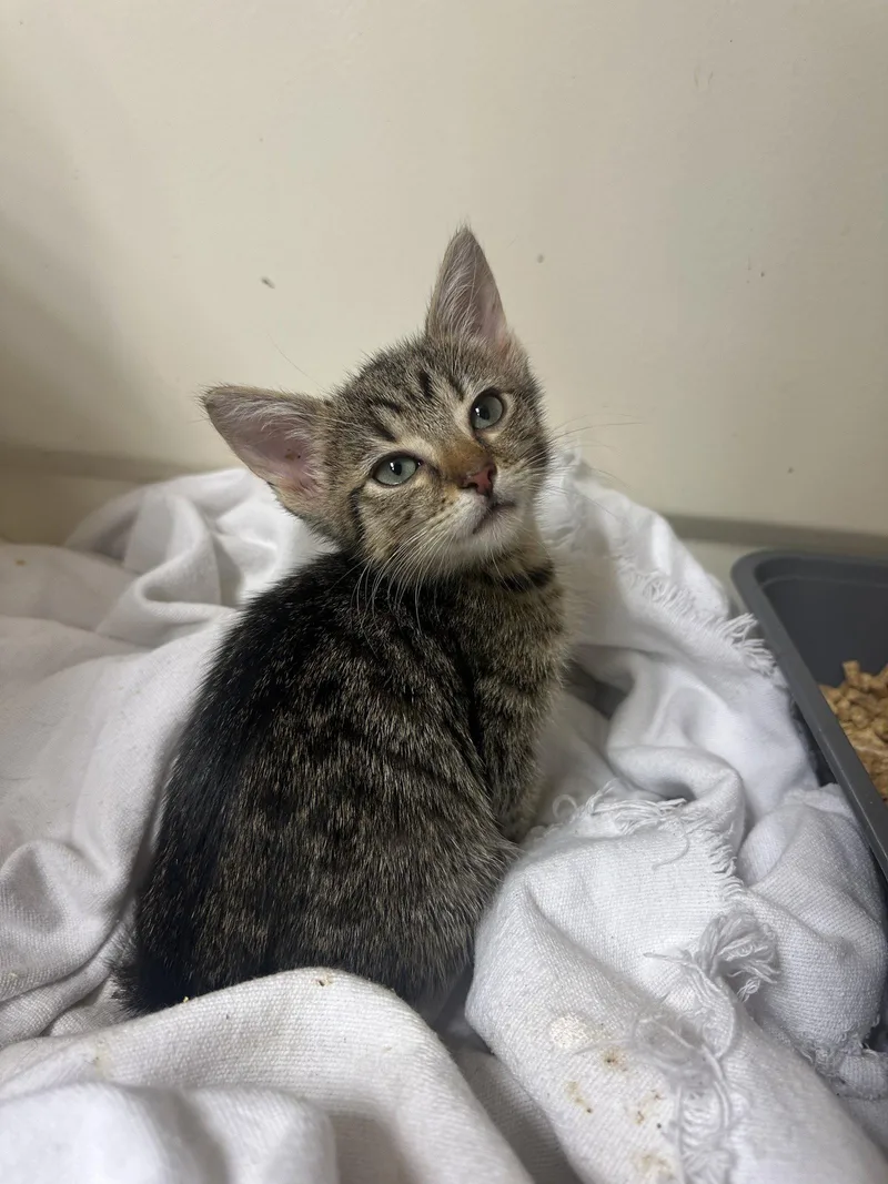 A baby medium-sized female Domestic Short Hair cat named Pheobe for adoption in Orlando, FL