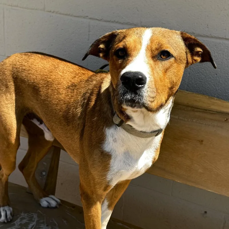 An adult medium-sized male Red / Chestnut / Orange Black Mouth Cur dog named Winston for adoption in Midland, TX