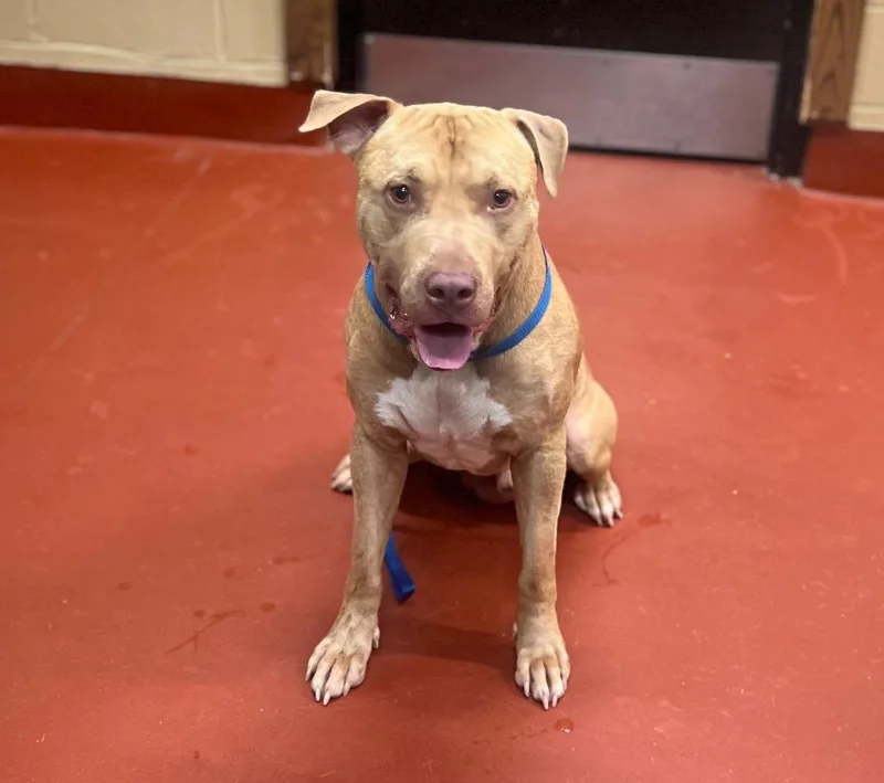 A young medium-sized male Mixed Breed dog named Logan for adoption in Douglasville, GA
