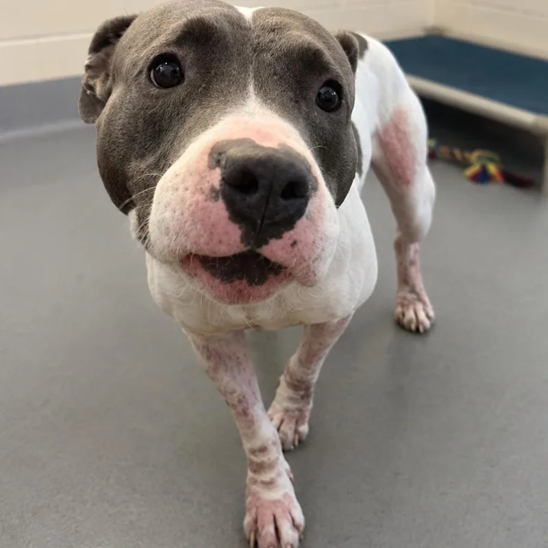 An adult medium-sized female American Bulldog dog named Babybel for adoption in Austin, TX