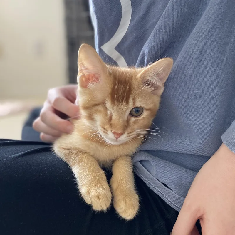 A baby medium-sized male Tabby (Orange / Red) Domestic Short Hair cat named Winky for adoption in Houston, TX