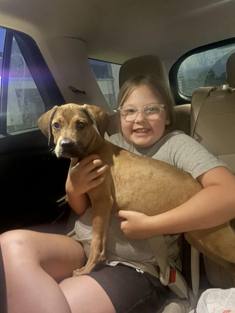 A young medium-sized male Hound dog named Chance for adoption in Holly Springs, NC