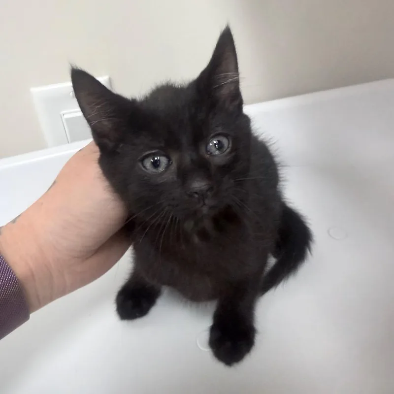 A baby small-sized female Black Domestic Short Hair cat named Enchilada for adoption in Jupiter, FL