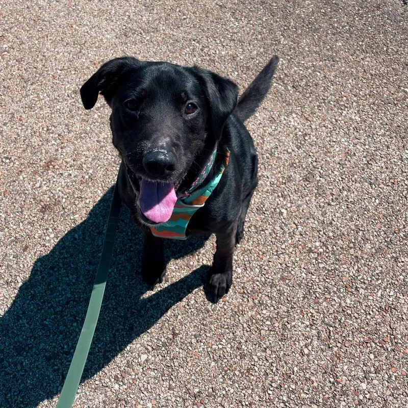 A senior medium-sized female Black Labrador Retriever dog named Annie  Home To for adoption in South Elgin, IL