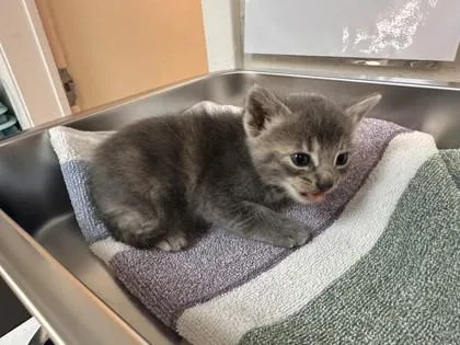 A baby small-sized female Domestic Short Hair cat named Perla for adoption in Roseville, CA
