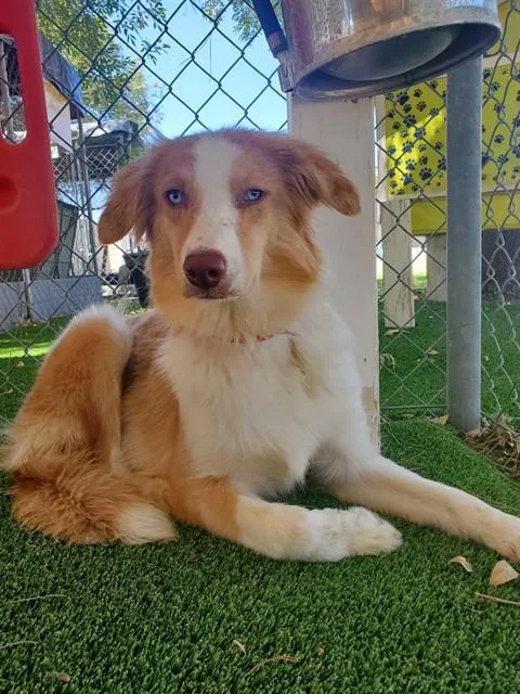 A young small-sized female Australian Shepherd dog named Cherrie for adoption in Castaic, CA
