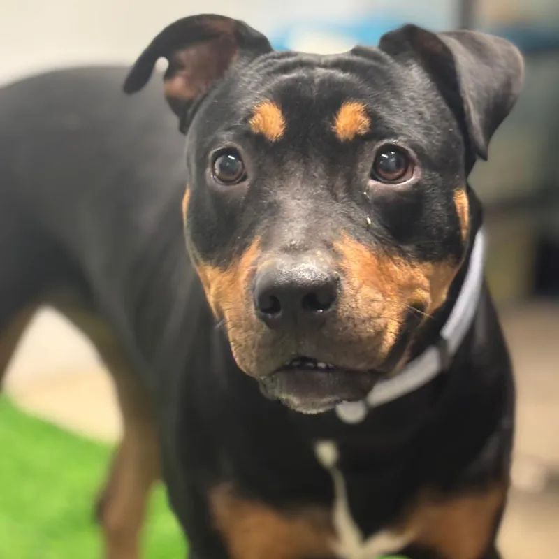 A young medium-sized female Black Pit Bull Terrier dog named Syndell for adoption in Columbia, MO