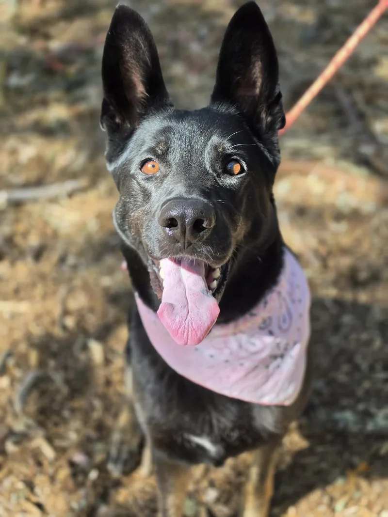 An adult large-sized female German Shepherd Dog dog named Reign for adoption in Grants Pass, OR