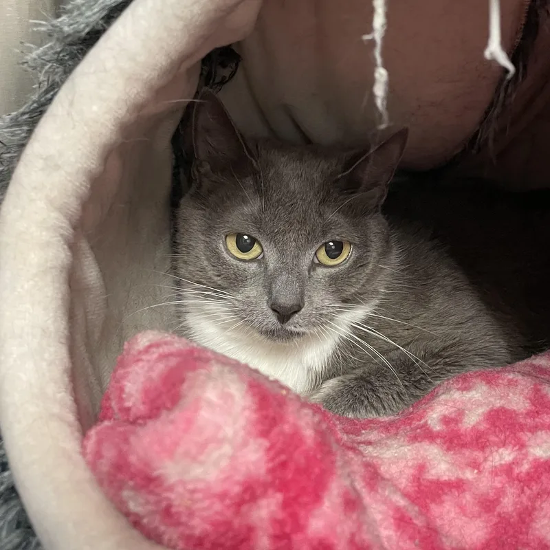 Cynthia And Delilah thumbnail 2