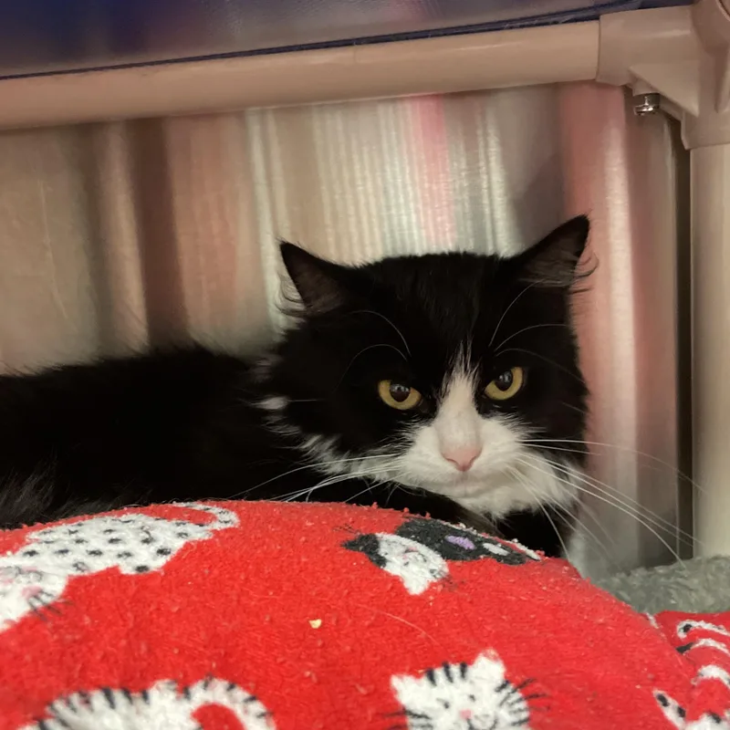 Cynthia And Delilah thumbnail 3