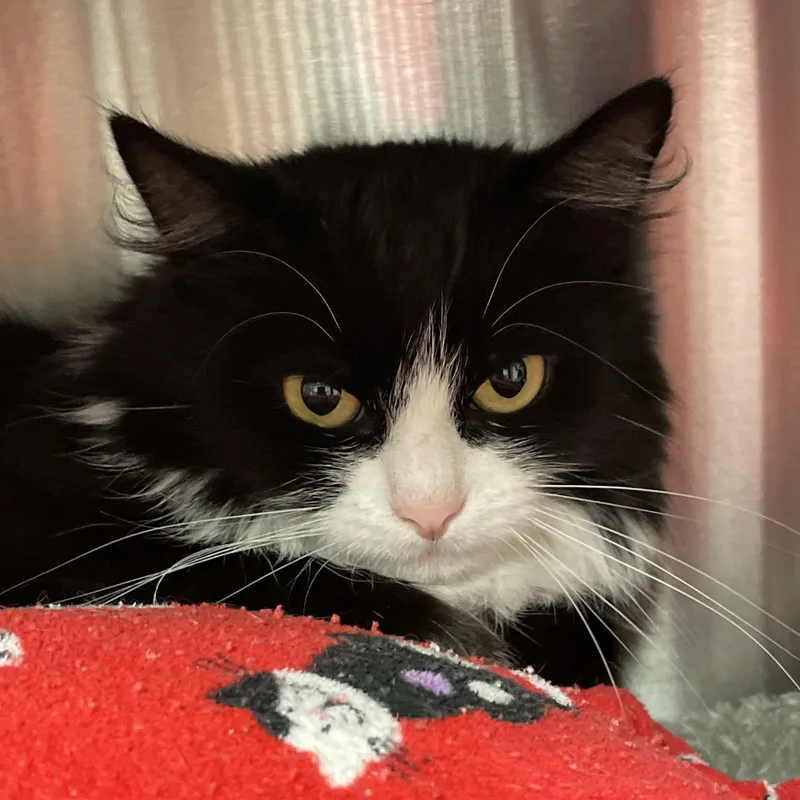 Cynthia And Delilah thumbnail 4