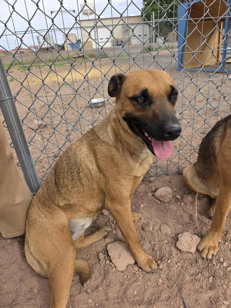 A young medium-sized female Mixed Breed dog named Delta for adoption in Holbrook, AZ