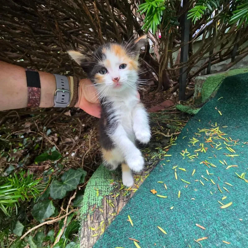A baby small-sized female Calico Domestic Short Hair cat named Shannon for adoption in Mount Vernon, IN