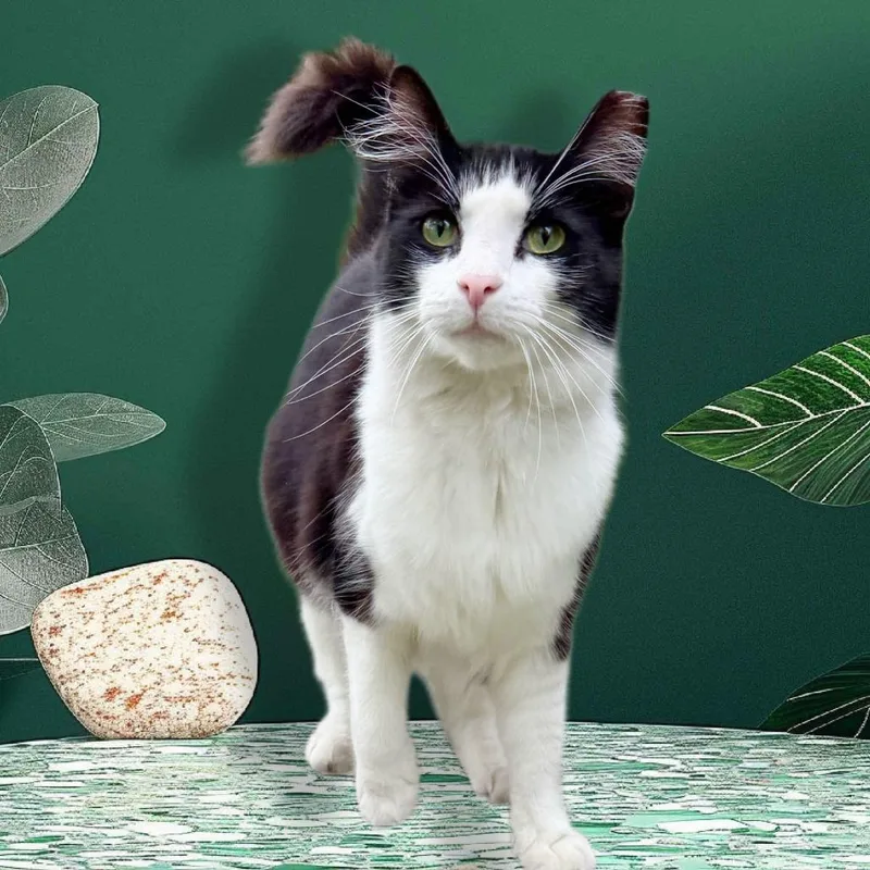 An adult small-sized male Black Domestic Medium Hair cat named Mickey for adoption in Los Angeles, CA