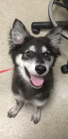 A baby small-sized female Siberian Husky dog named Peach for adoption in Riverside, CA