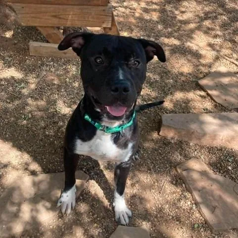 An adult large-sized male Black Mixed Breed dog named Jack for adoption in Duncan, OK