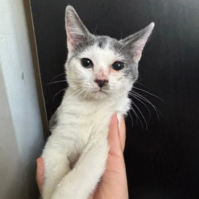 A baby small-sized male Domestic Short Hair cat named Possum for adoption in San Antonio, TX