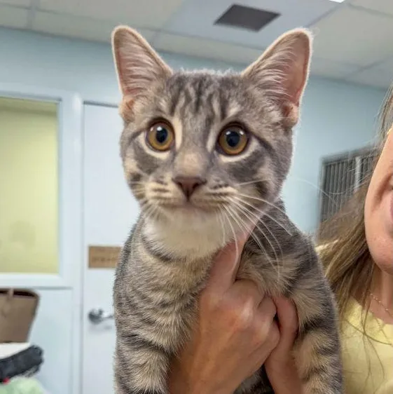 A baby medium-sized female Tabby (Gray / Blue / Silver) Domestic Short Hair cat named Artemis for adoption in Stamford, CT