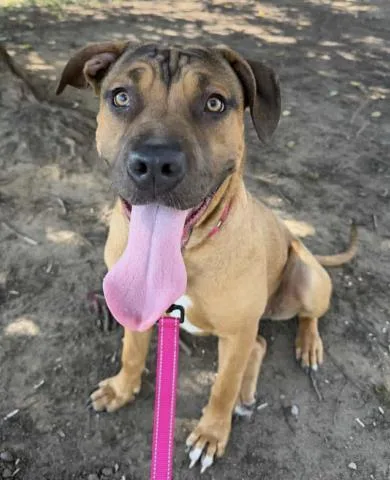 Lucy Longtime Resident!