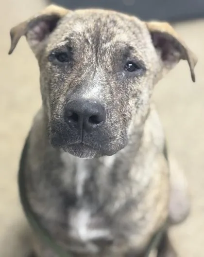 A young medium-sized male Brindle Cirneco dell'Etna dog named Rowan for adoption in La Grange, TX