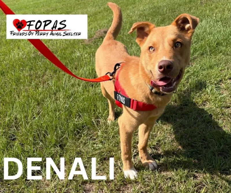 Denali thumbnail 3