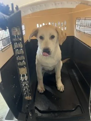 A baby large-sized male Labrador Retriever dog named Hobi for adoption in Sacramento, CA