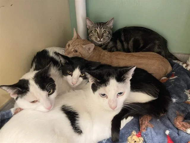 A young small-sized male Domestic Short Hair cat named Egg for adoption in Tustin, CA