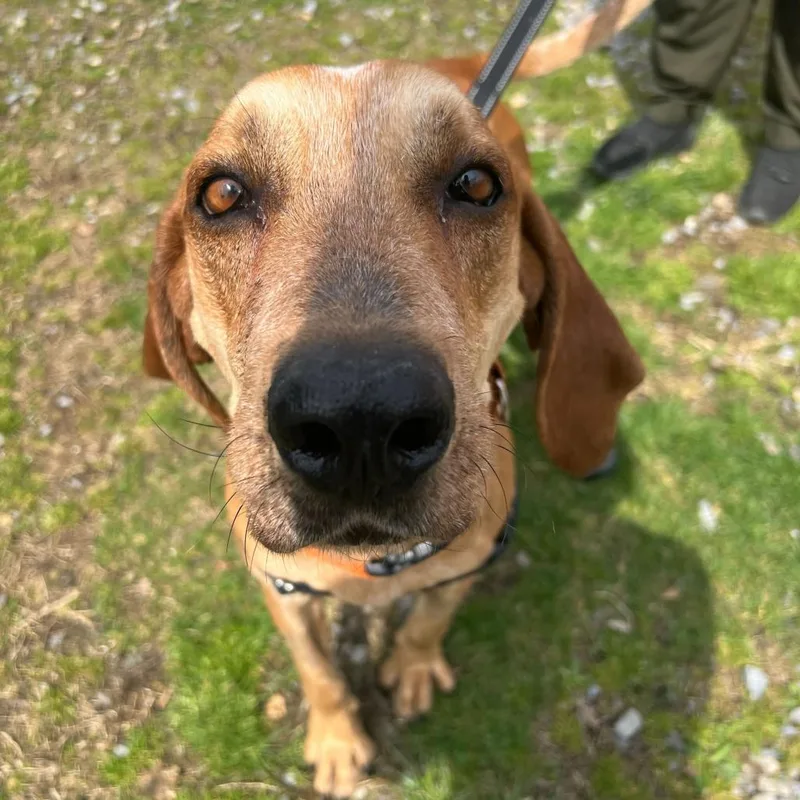 An adult large-sized male Yellow / Tan / Blond / Fawn Hound dog named Humphrey for adoption in Waynesville, NC